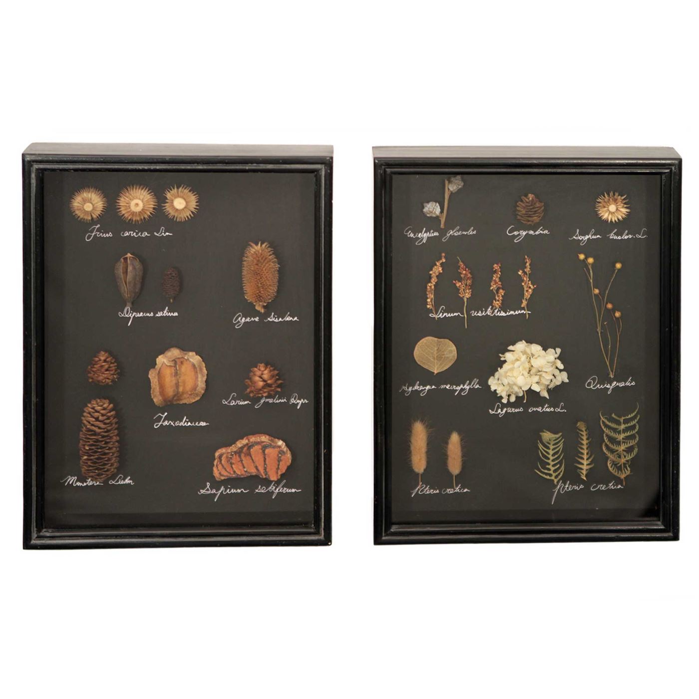 Pair of Framed Dried Foliage Wall Art