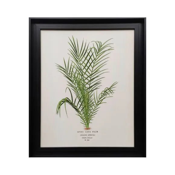 Spiny Date Palm by Piddix Framed Print 3