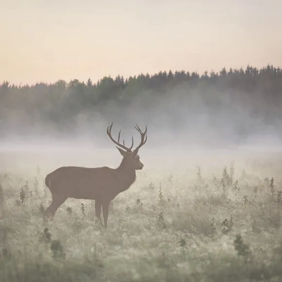 Stag in the Mist Neutral Wall Mural 2