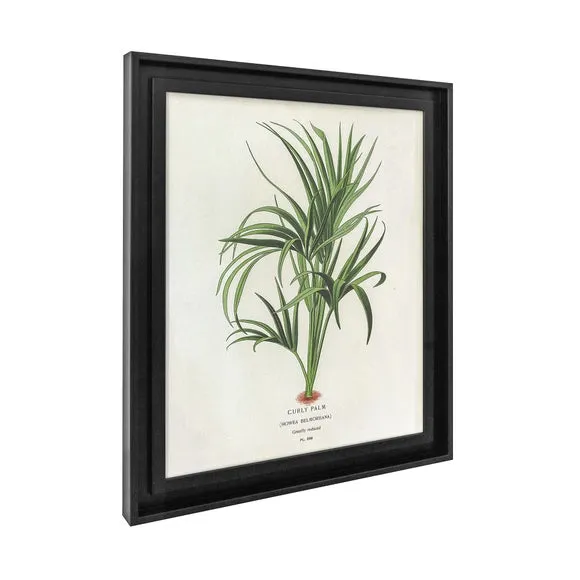 Curly Palm by Piddix Framed Print 4