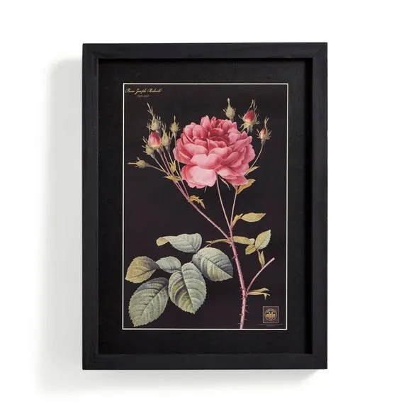 Rose Framed Print 4