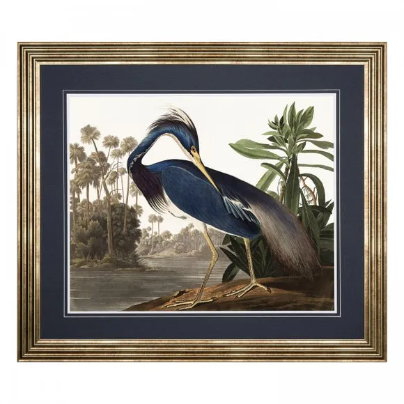 Cedar & Sage Louisiana Heron Framed Print 4