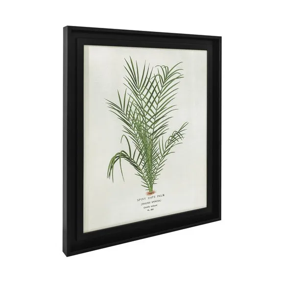 Spiny Date Palm by Piddix Framed Print 4