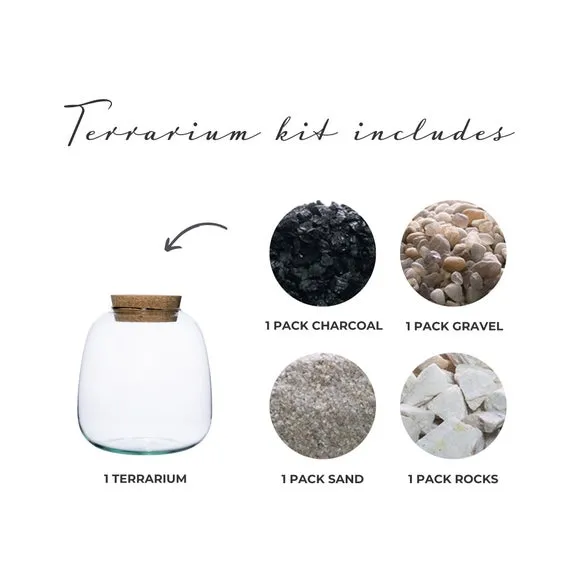 Bowl Shape Medium Terrarium DIY Kit 3