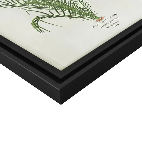 Spiny Date Palm by Piddix Framed Print 2