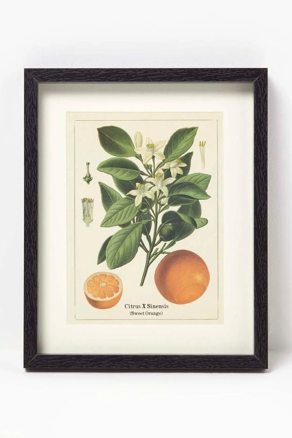 Homescapes Wall Decoration Set of 3 Frames with Picture, Citrus Fruits 3