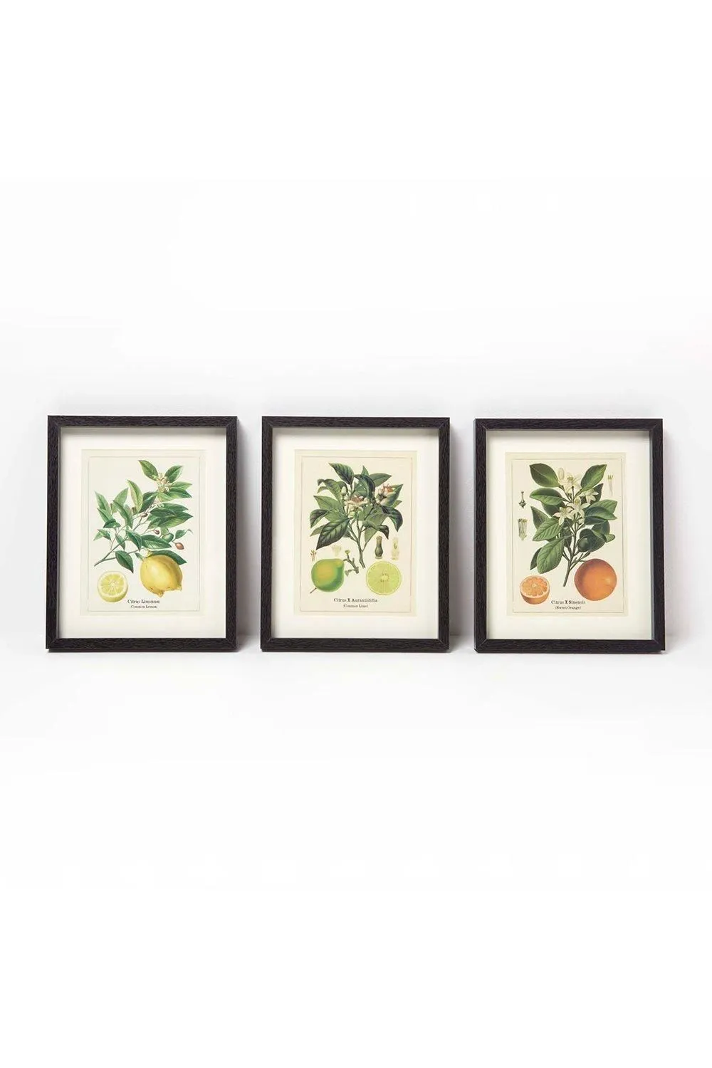 Homescapes Wall Decoration Set of 3 Frames with Picture, Citrus Fruits