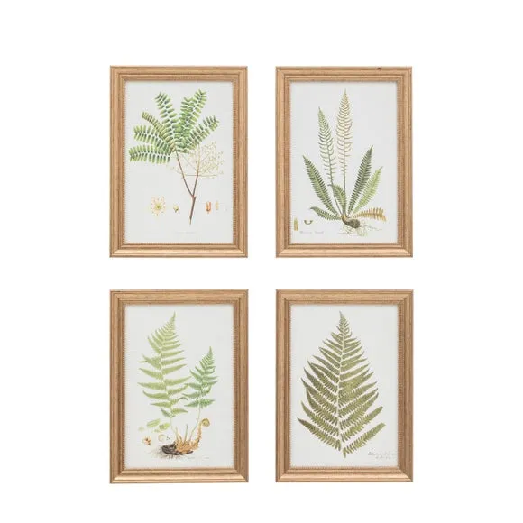 Cedar & Sage Set of 4 Assorted Ferns Framed Prints