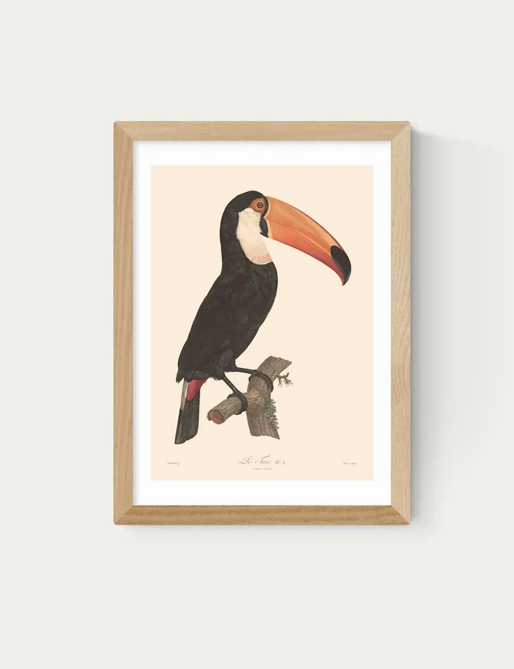 East End Prints Toucan by Aster Framed Art Natural