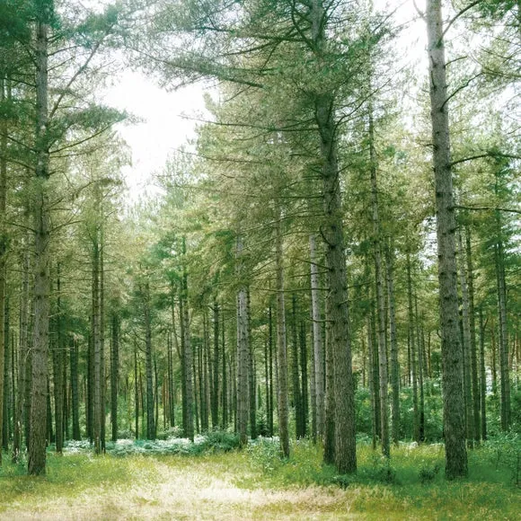 Forest Wilderness Green Wall Mural 2