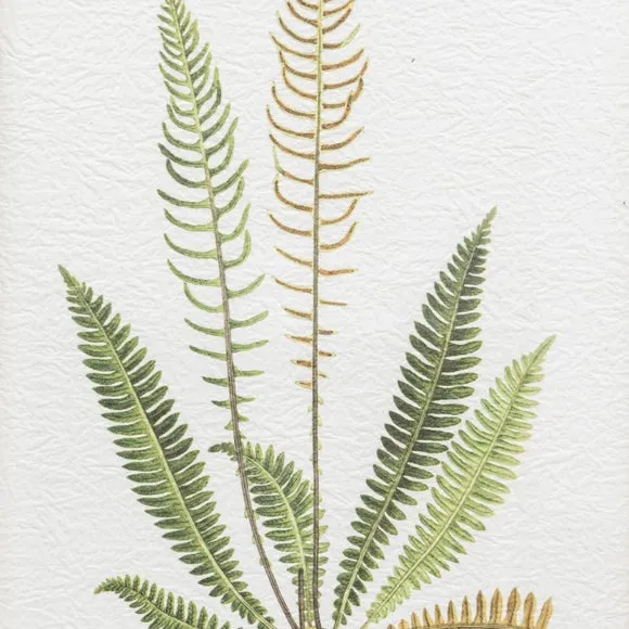 Cedar & Sage Set of 4 Assorted Ferns Framed Prints 3