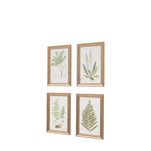 Cedar & Sage Set of 4 Assorted Ferns Framed Prints 5