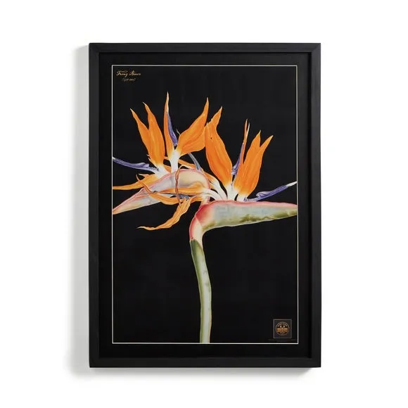 Bird of Paradise Framed Print 3
