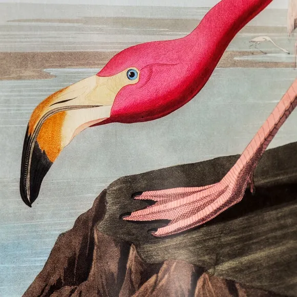 Cedar & Sage Wading Flamingo Framed Print 4