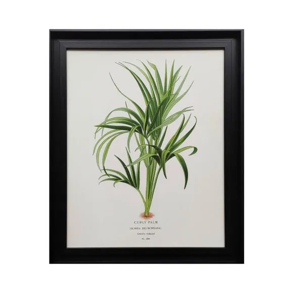 Curly Palm by Piddix Framed Print 3