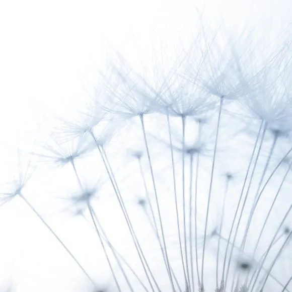 Dandelion Blue Wall Mural 5
