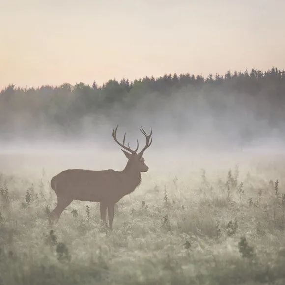Stag in the Mist Neutral Wall Mural 2