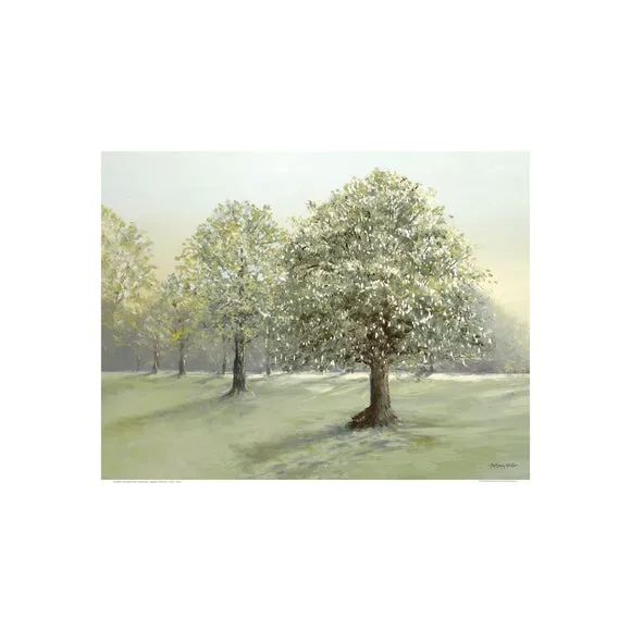 Stroll Between Trees by Anthony Waller Framed Print