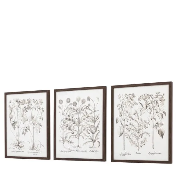 Cedar & Sage Set of 3 Evergreen Framed Prints 6