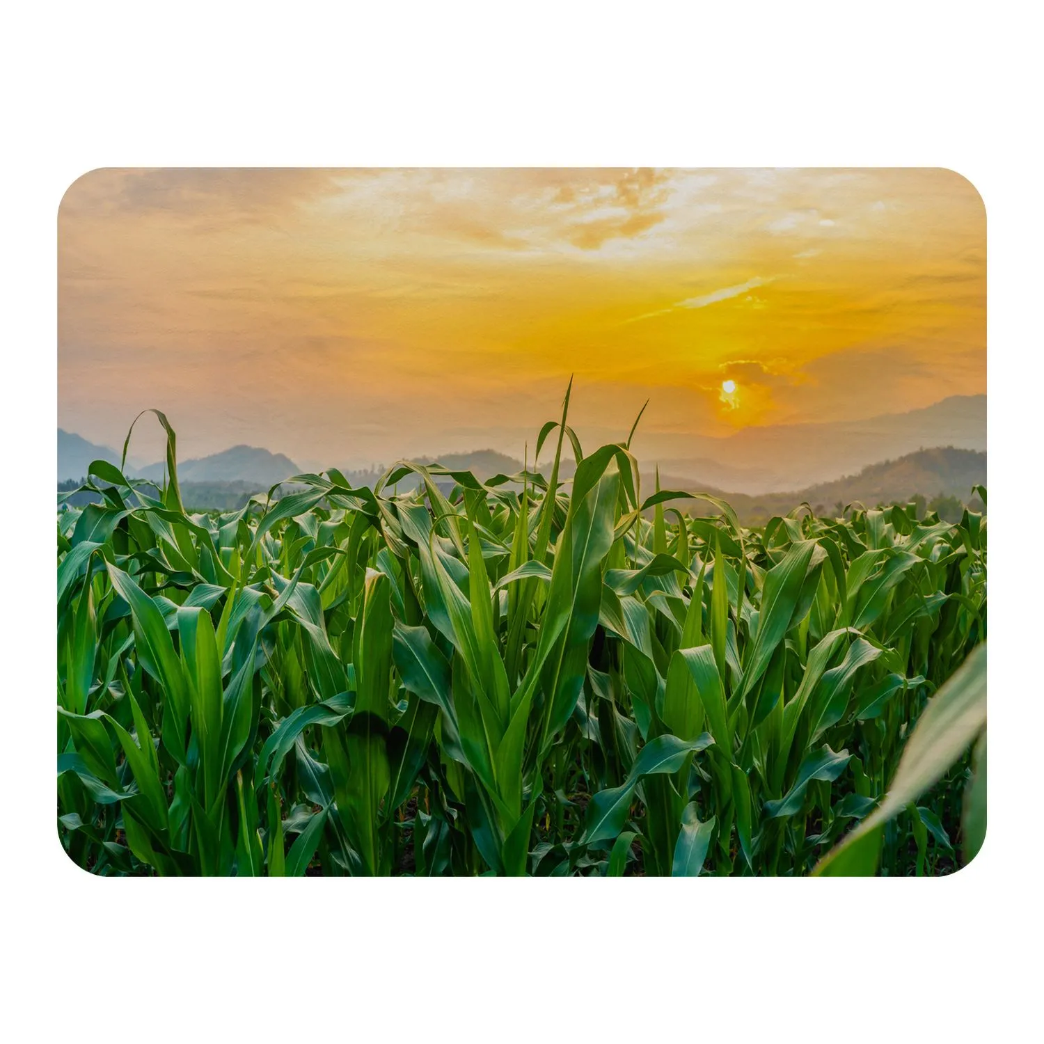 Benjamin Tate Design green corn field in agricultural garden & light shines sunset Designer Blanket in Natural