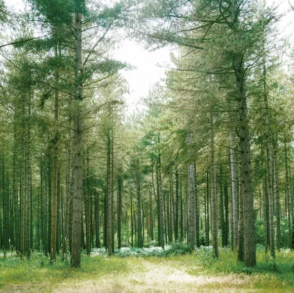 Forest Wilderness Green Wall Mural 2