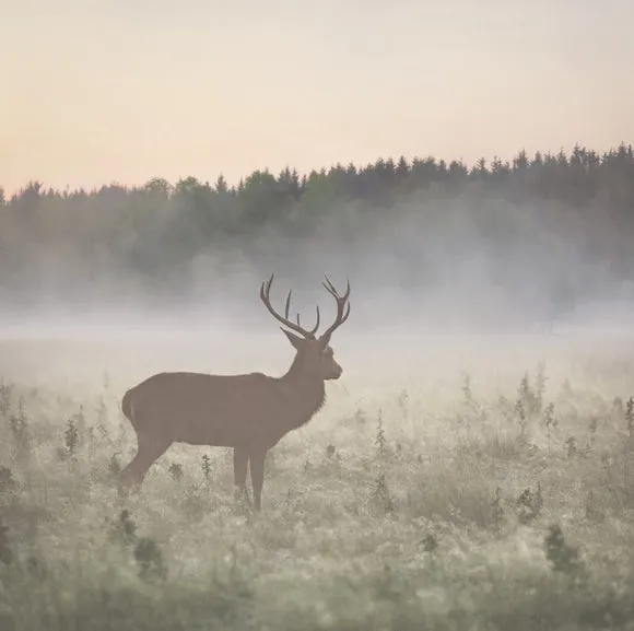 Stag in the Mist Neutral Wall Mural 2