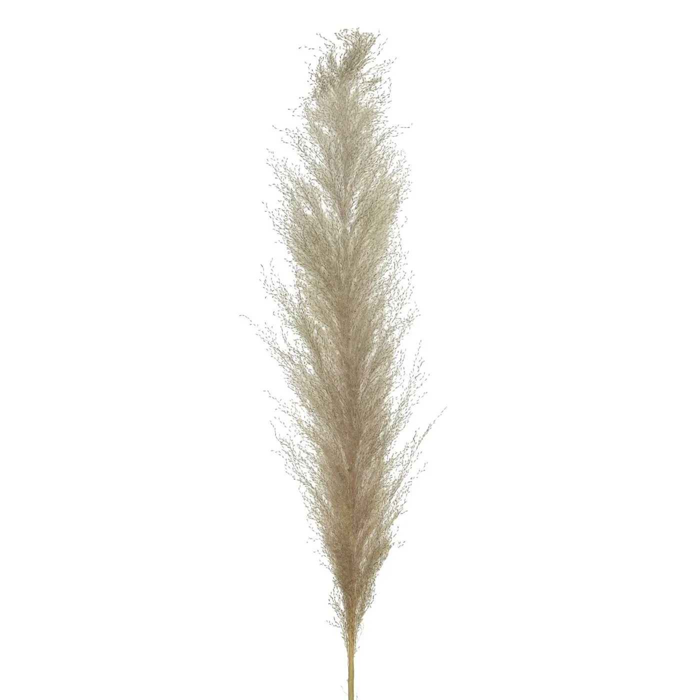Natural Pampas Grass