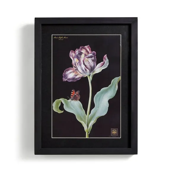 Tulip Framed Print 4