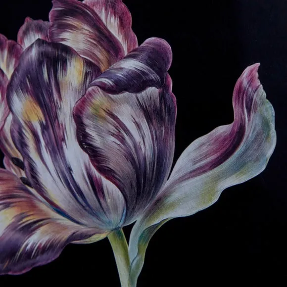 Tulip Framed Print 2
