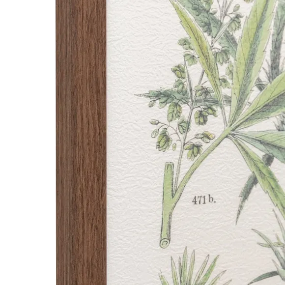 Cedar & Sage Set of 2 Foliage Study Framed Prints 4
