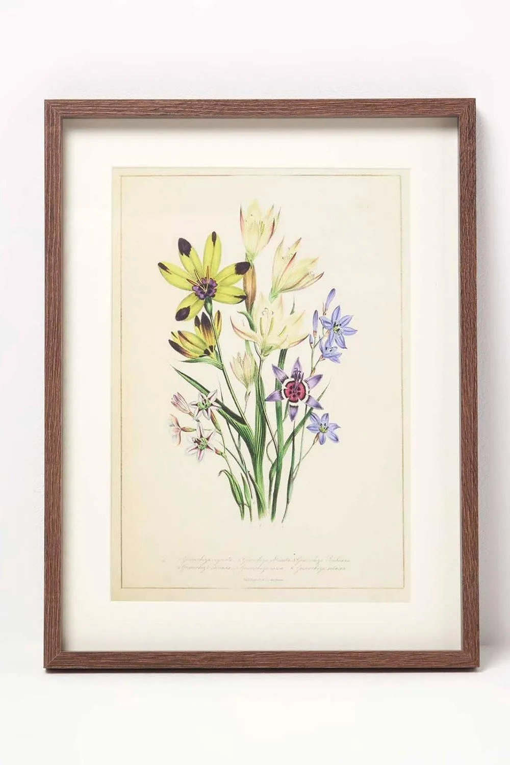 Homescapes Wall Decoration Set of 3 Frames with Picture, Wildflowers 2