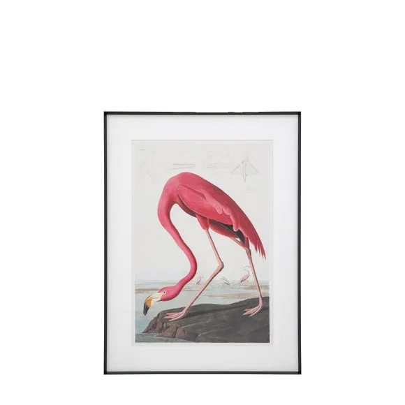 Cedar & Sage Wading Flamingo Framed Print 6