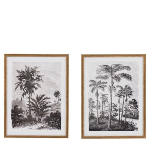 Cedar and Sage Set of 2 Palm Drawing Framed Prints 4