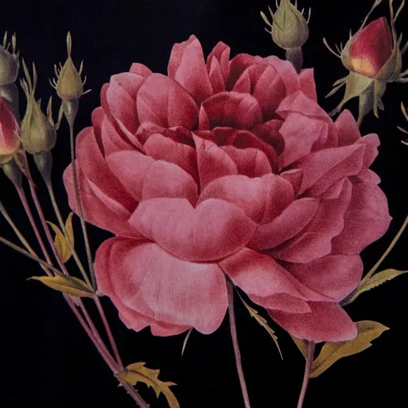 Rose Framed Print 2