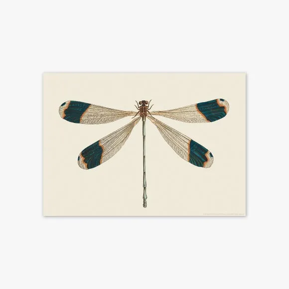 East End Prints British Dragonfly Print 2