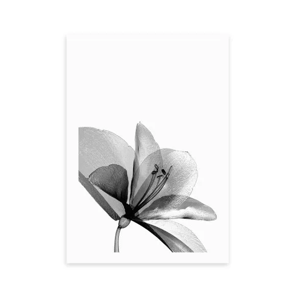 East End Prints Amaryllis Print 2