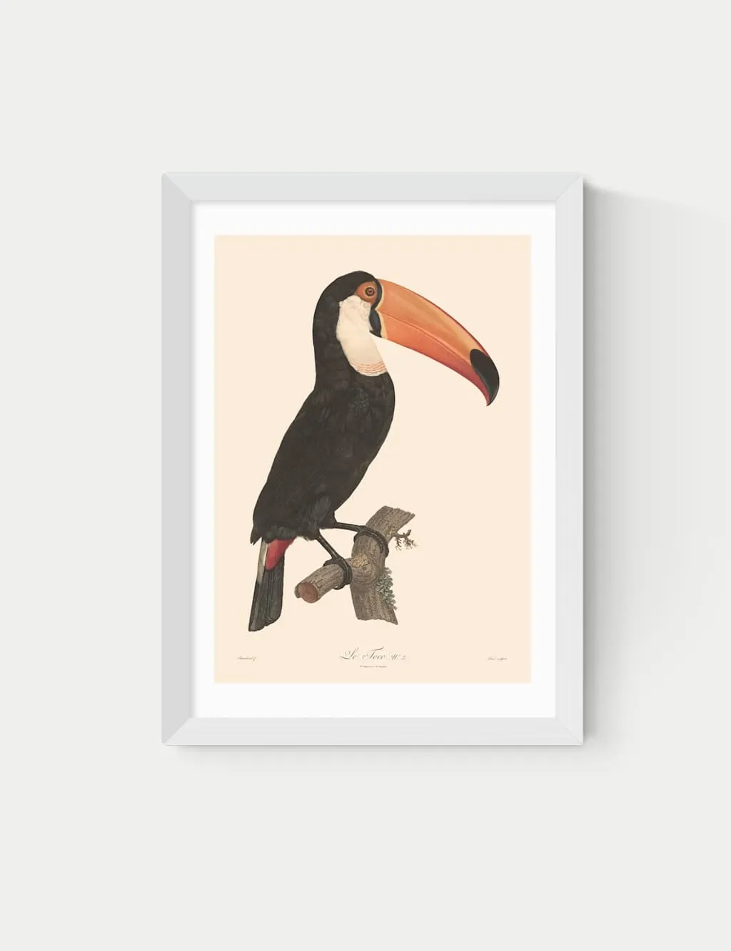 East End Prints Toucan by Aster Framed Art White
