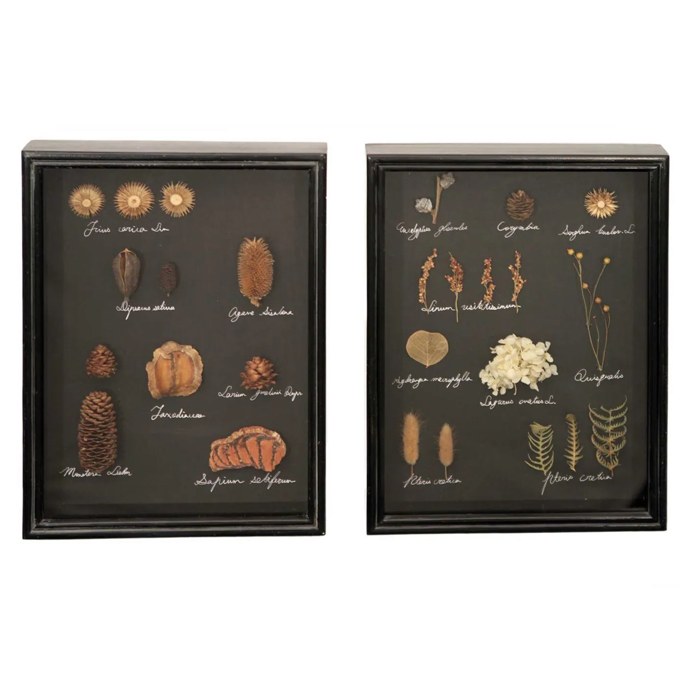 Pair of Framed Dried Foliage Wall Art