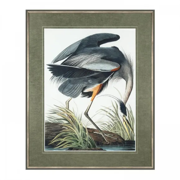 Vintage Blue Heron Framed Print 3