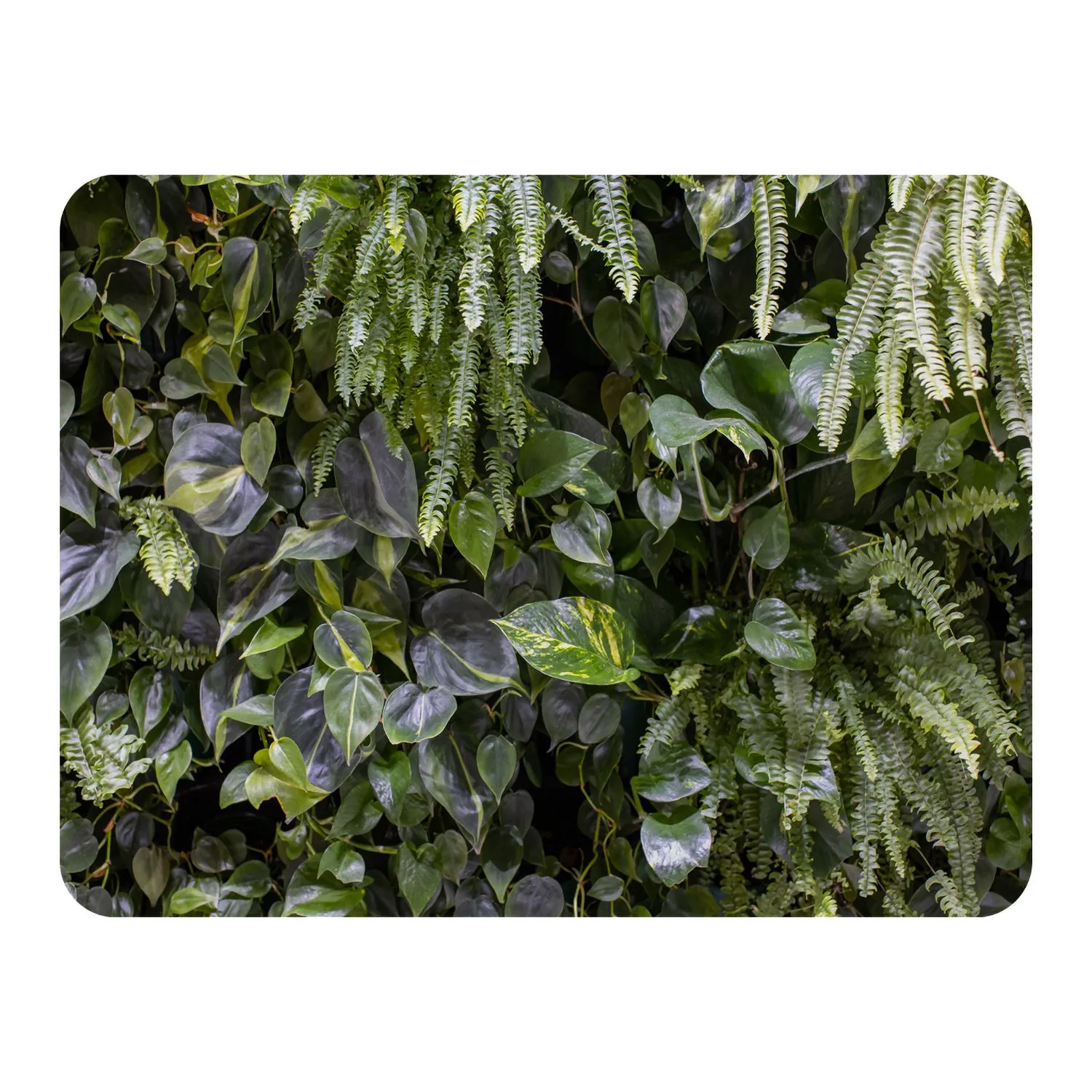 Benjamin Tate Design urban jungle, modern interior decoration Designer Blanket in Natural
