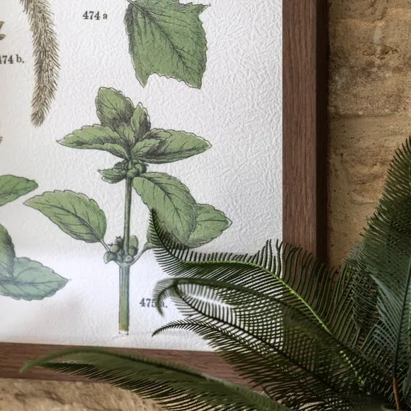 Cedar & Sage Set of 2 Foliage Study Framed Prints 2