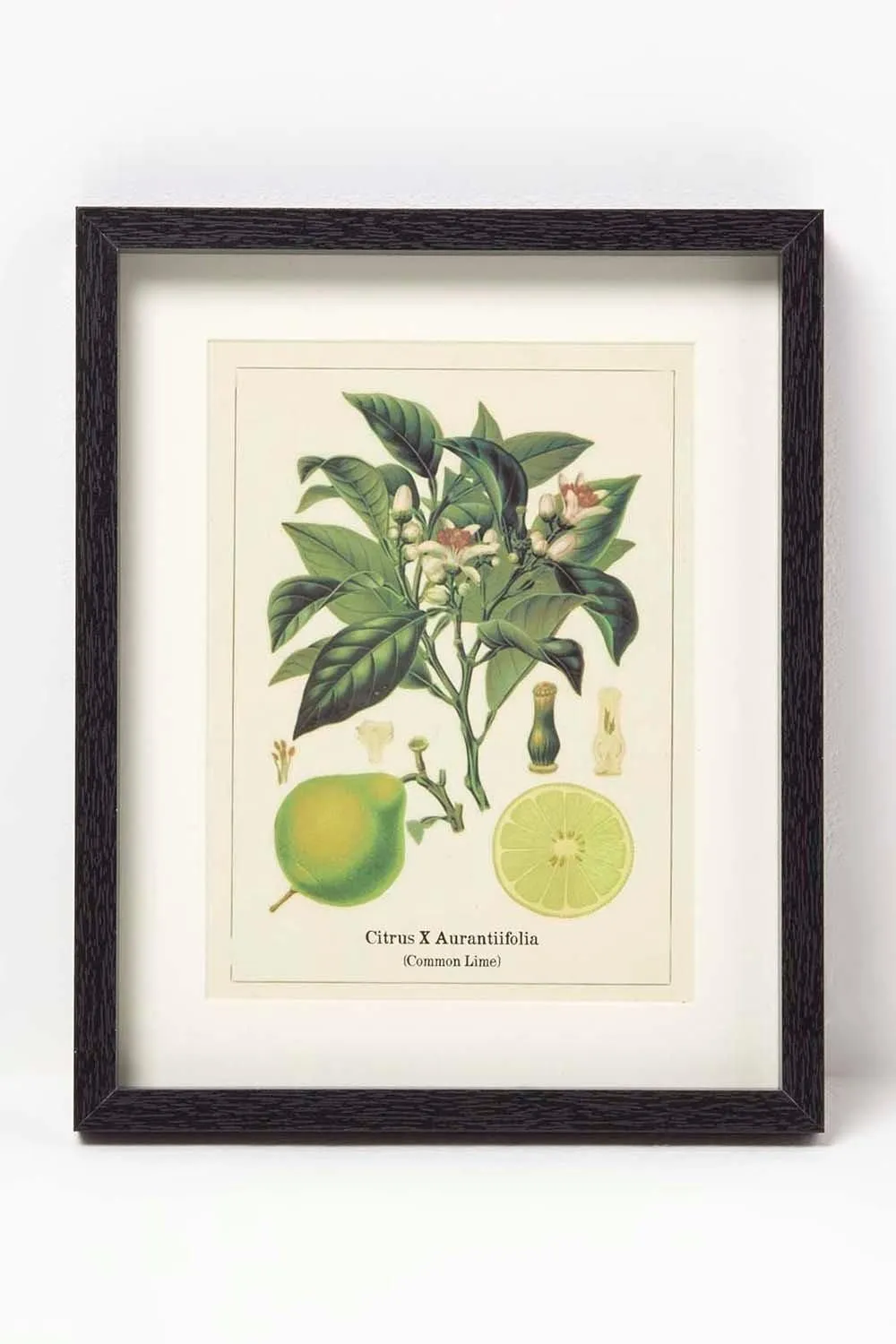 Homescapes Wall Decoration Set of 3 Frames with Picture, Citrus Fruits 2
