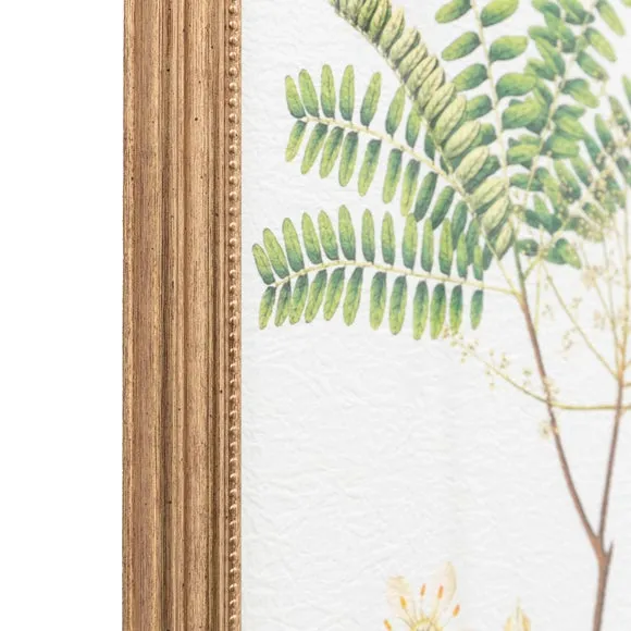 Cedar & Sage Set of 4 Assorted Ferns Framed Prints 2