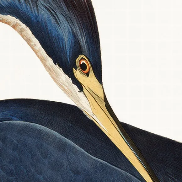 Cedar & Sage Louisiana Heron Framed Print 2