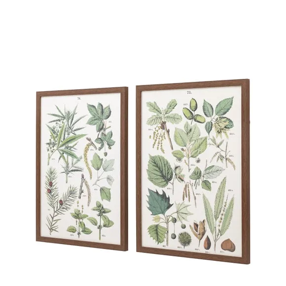 Cedar & Sage Set of 2 Foliage Study Framed Prints 6