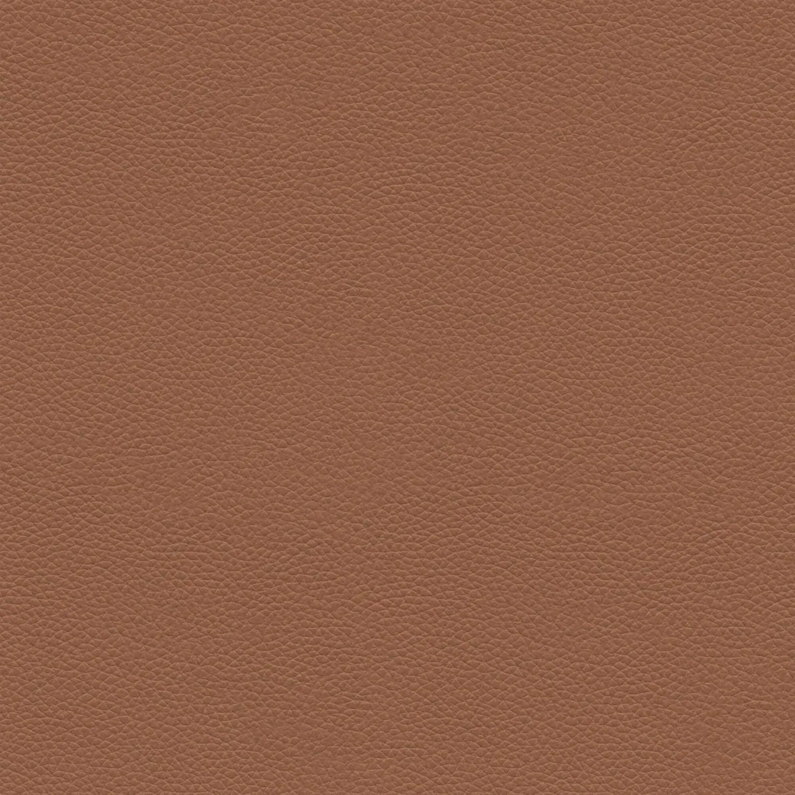 Ercol Romana Padded Back Dining Chair Leather | Barker & Stonehouse 3