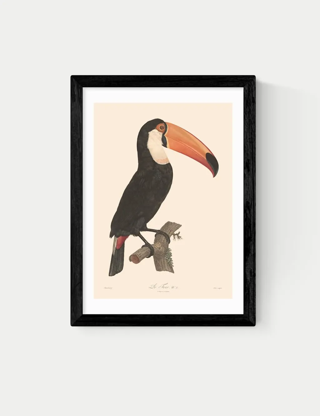 East End Prints Toucan by Aster Framed Art Black