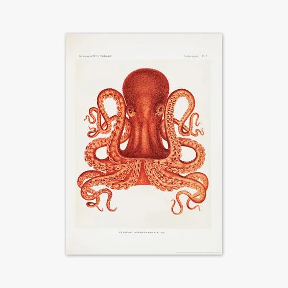 East End Prints Vintage Octopus Print 2