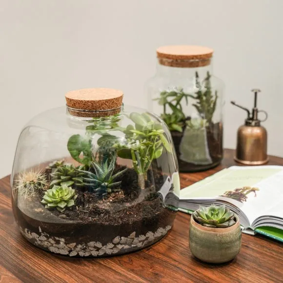 Bowl Shape Large Terrarium DIY Kit 5