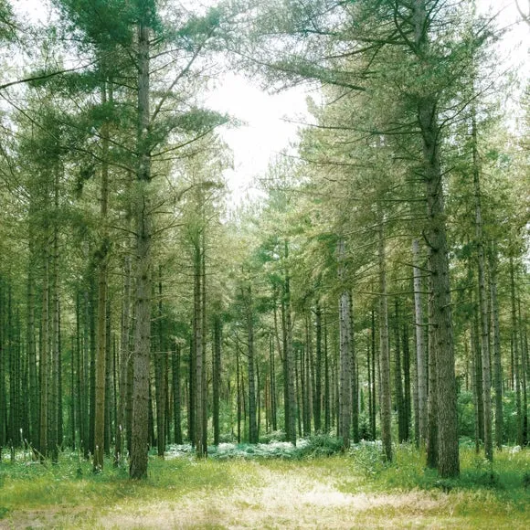 Forest Wilderness Green Wall Mural 2